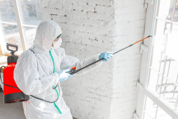 Best Mold Damage Restoration  in Edina, MN