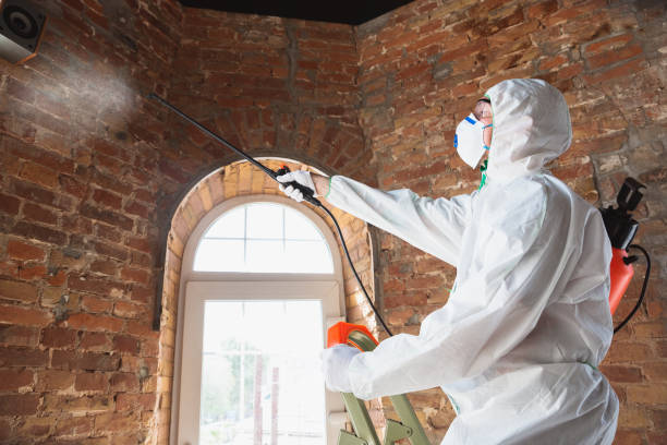 Best Black Mold Removal  in Edina, MN