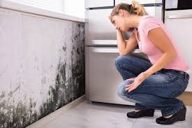 Mold Odor Removal Services in Edina, MN